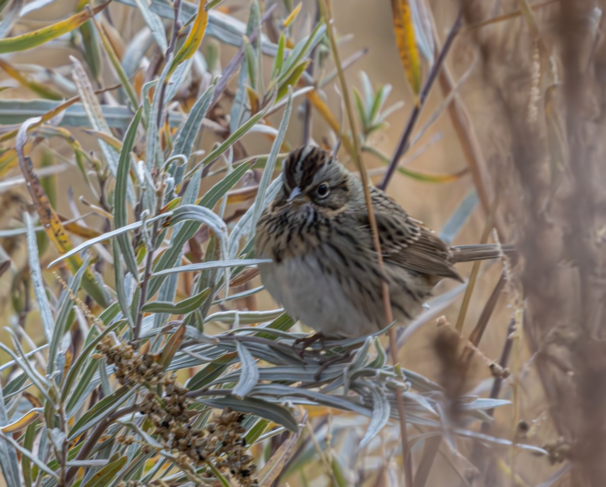 Song Sparrow - ML625713762