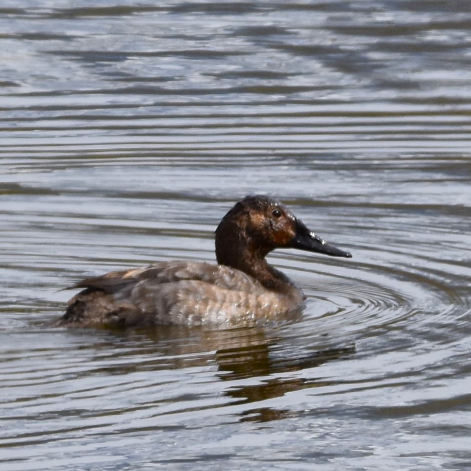 Canvasback - ML625713834