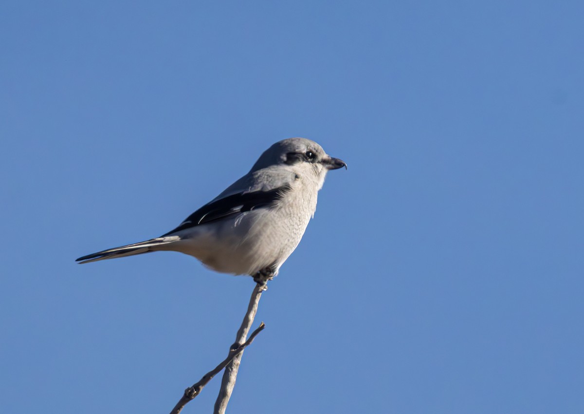 Northern Shrike - ML625713881