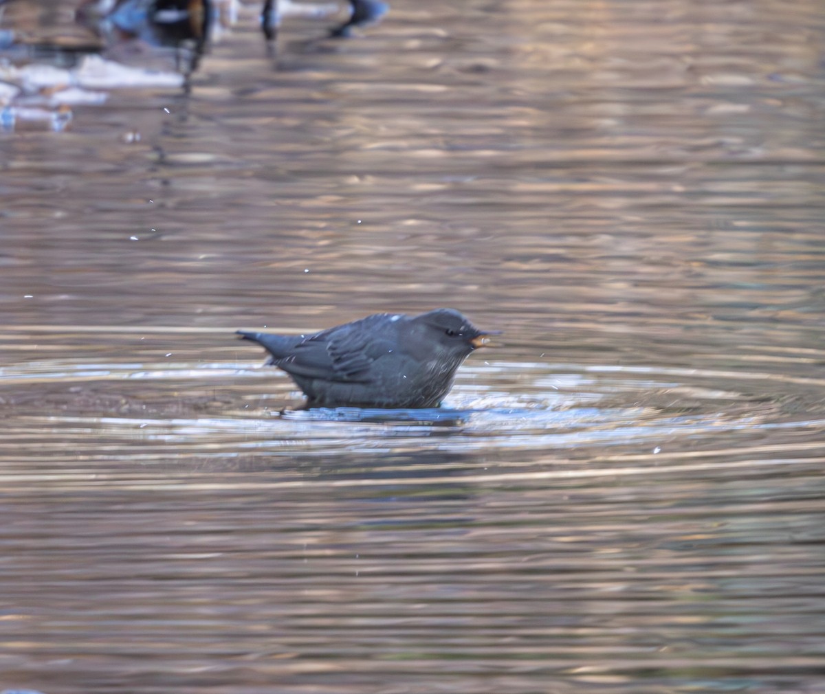 American Dipper - ML625713883