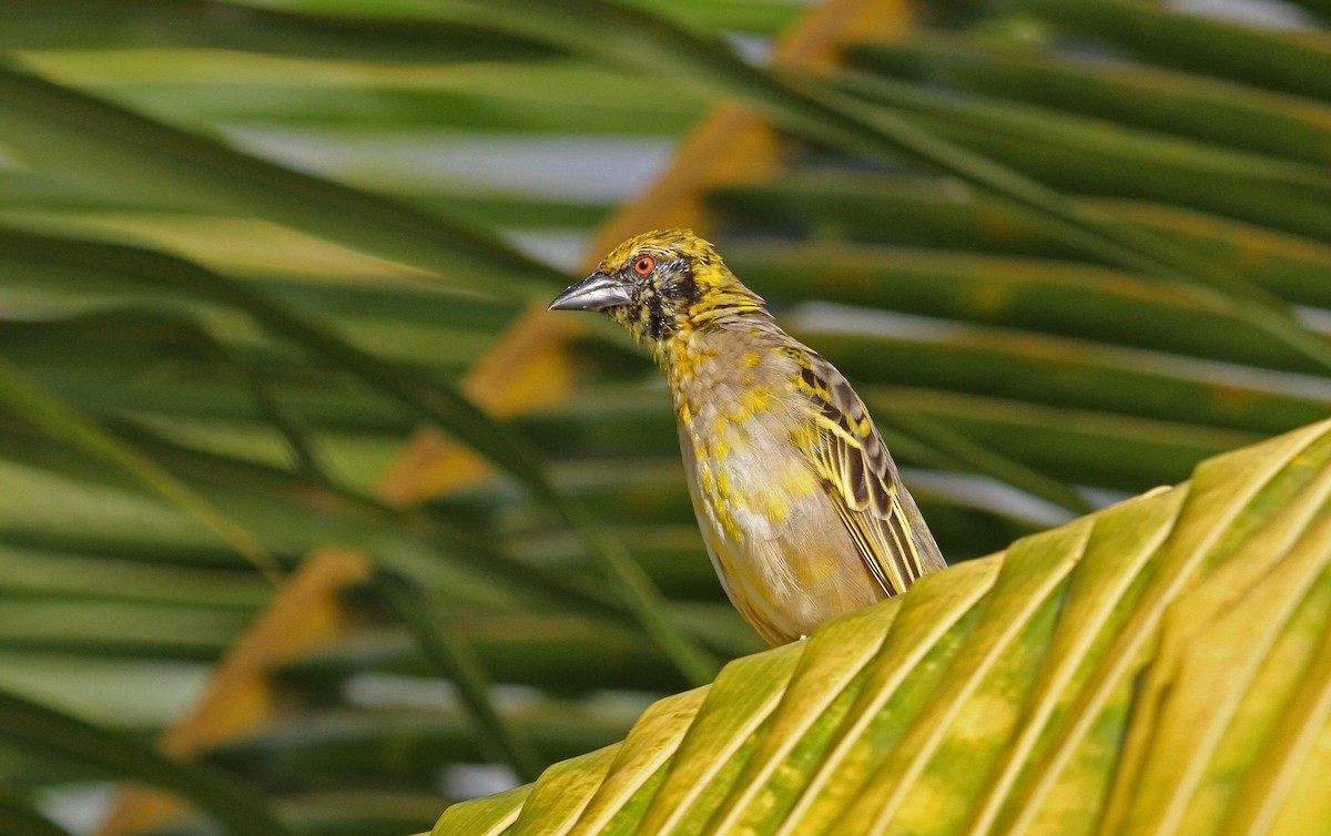 Village Weaver - ML62571391