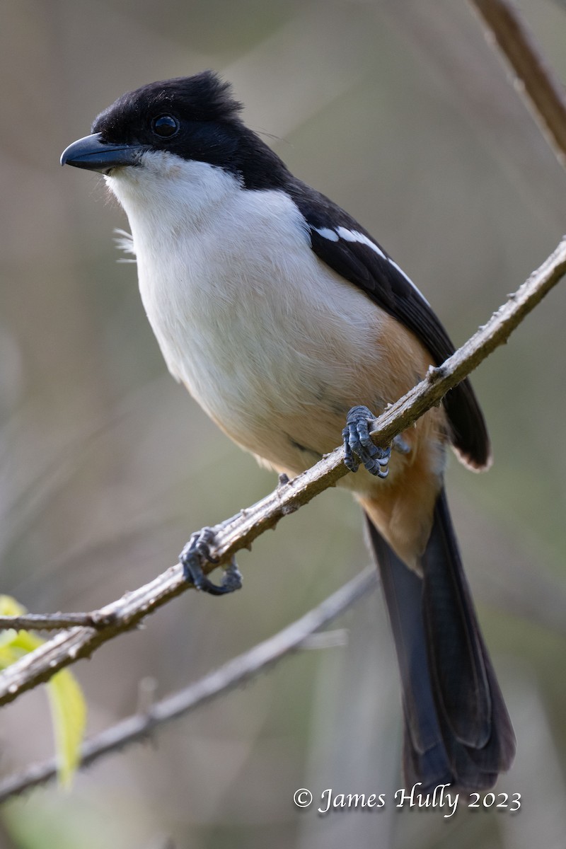 Southern Boubou - ML625713968