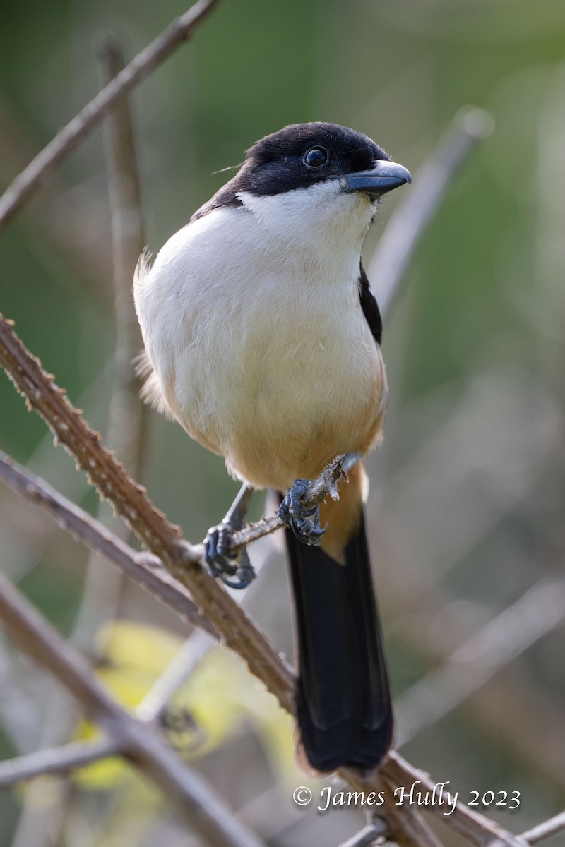 Southern Boubou - ML625713969