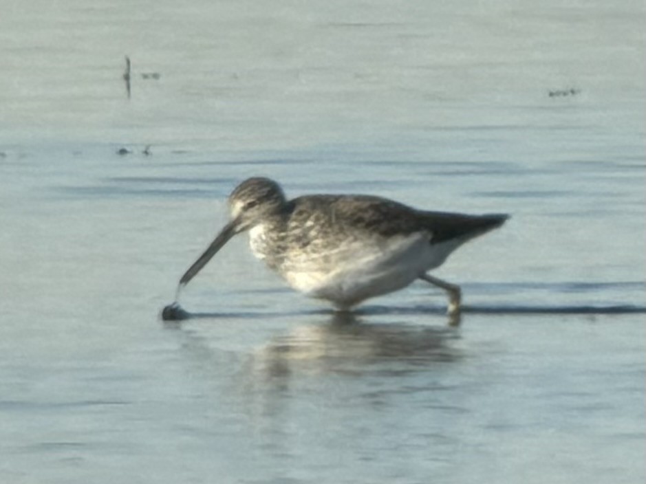 vodouš velký - ML625713976