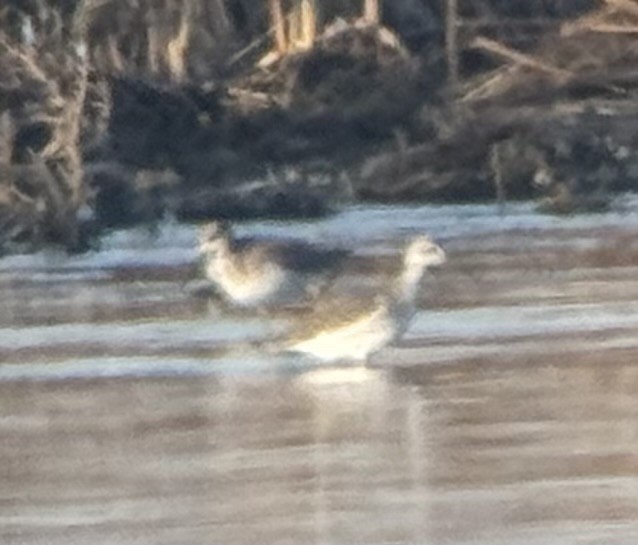 vodouš velký - ML625714002