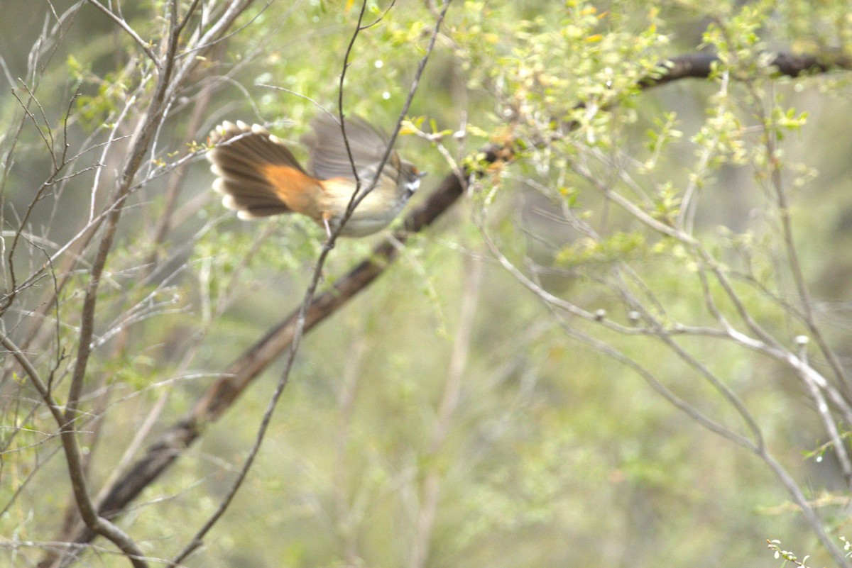 Australian Rufous Fantail - ML625714008