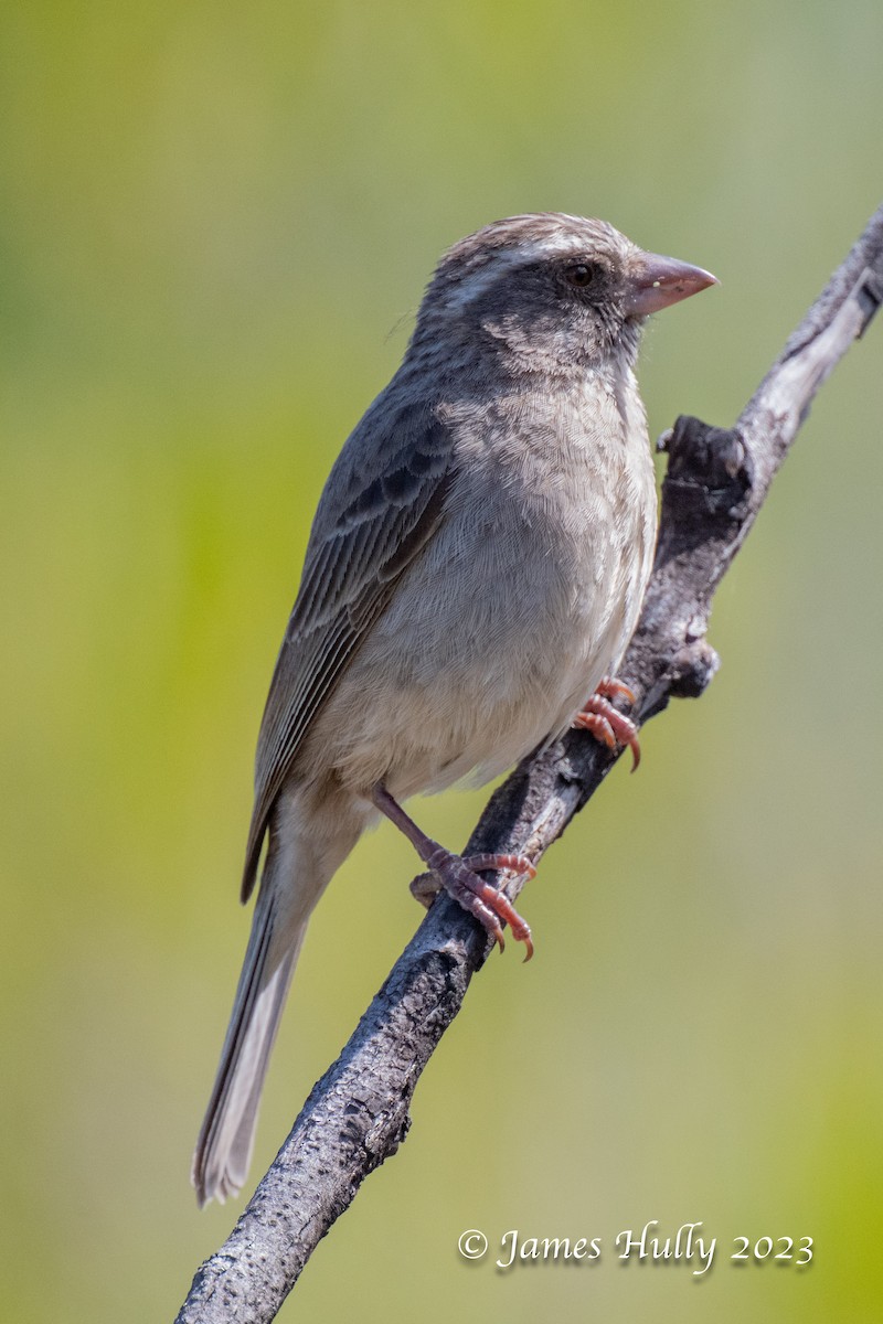 Streaky-headed Seedeater - ML625714039