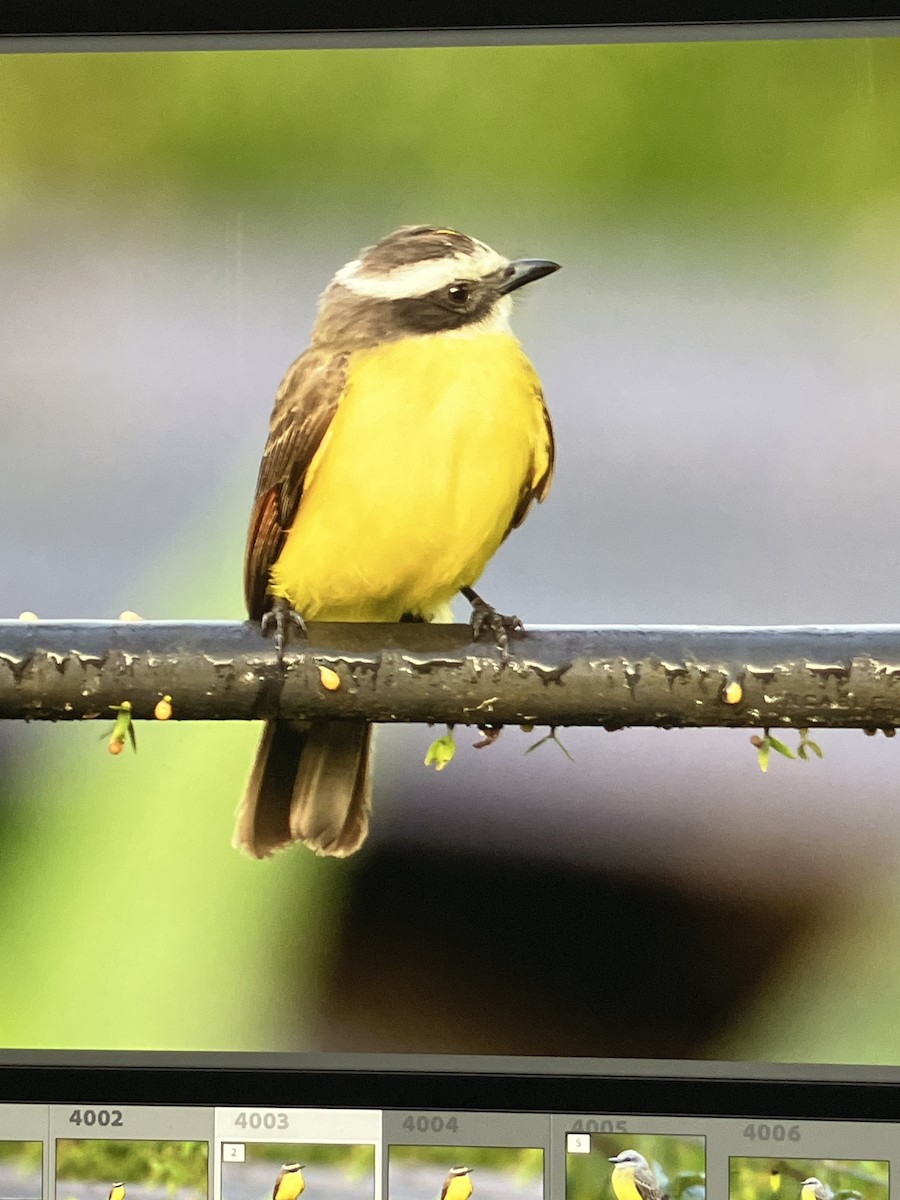 Rusty-margined Flycatcher - ML625714100