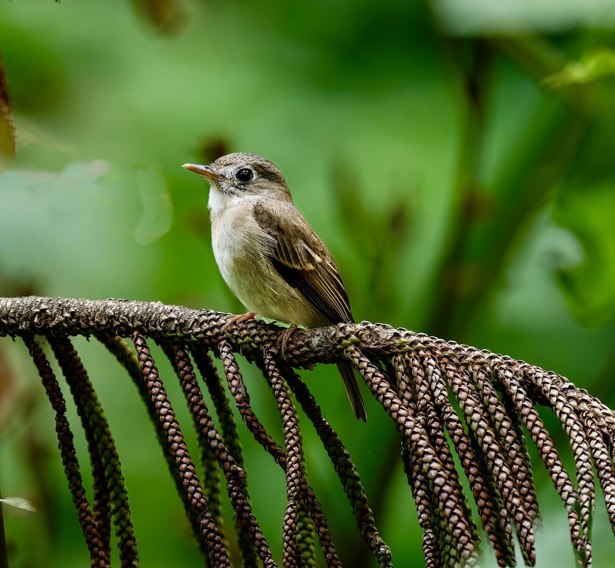 Brown-breasted Flycatcher - ML625714151