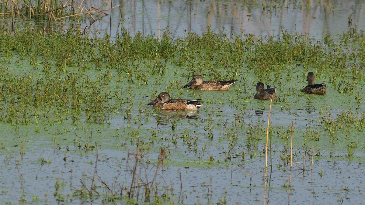 Northern Shoveler - ML625714164