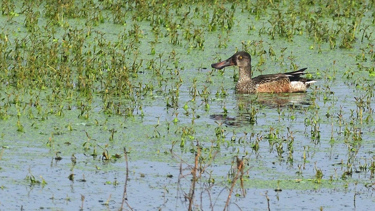 Northern Shoveler - ML625714168