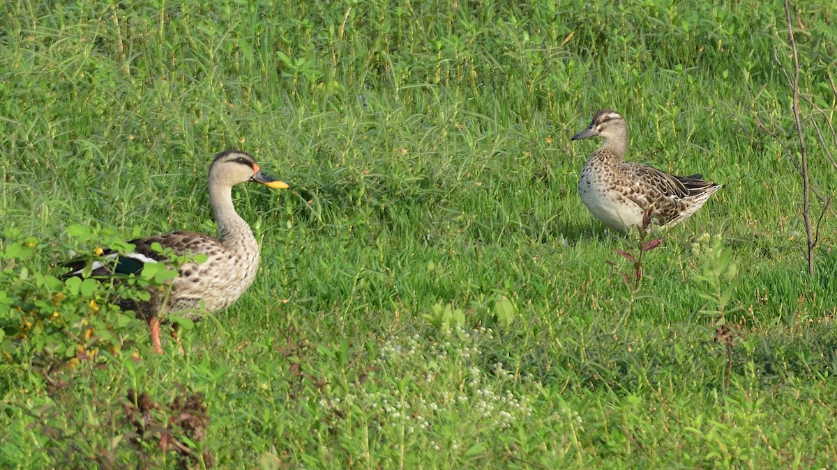 Garganey - ML625714170