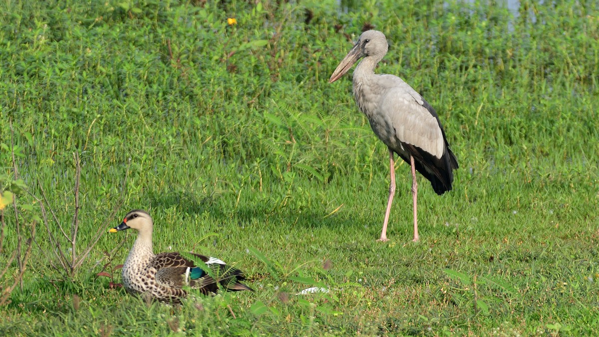 Asian Openbill - ML625714172