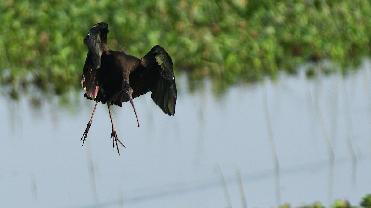 Glossy Ibis - ML625714173