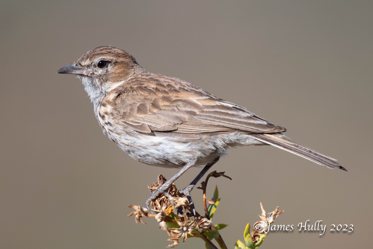 Karoo Lark - ML625714307