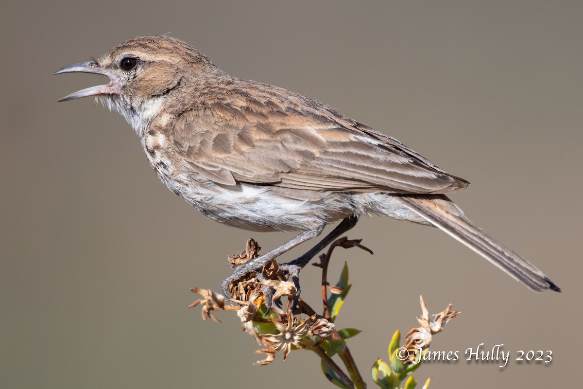 Karoo Lark - ML625714311