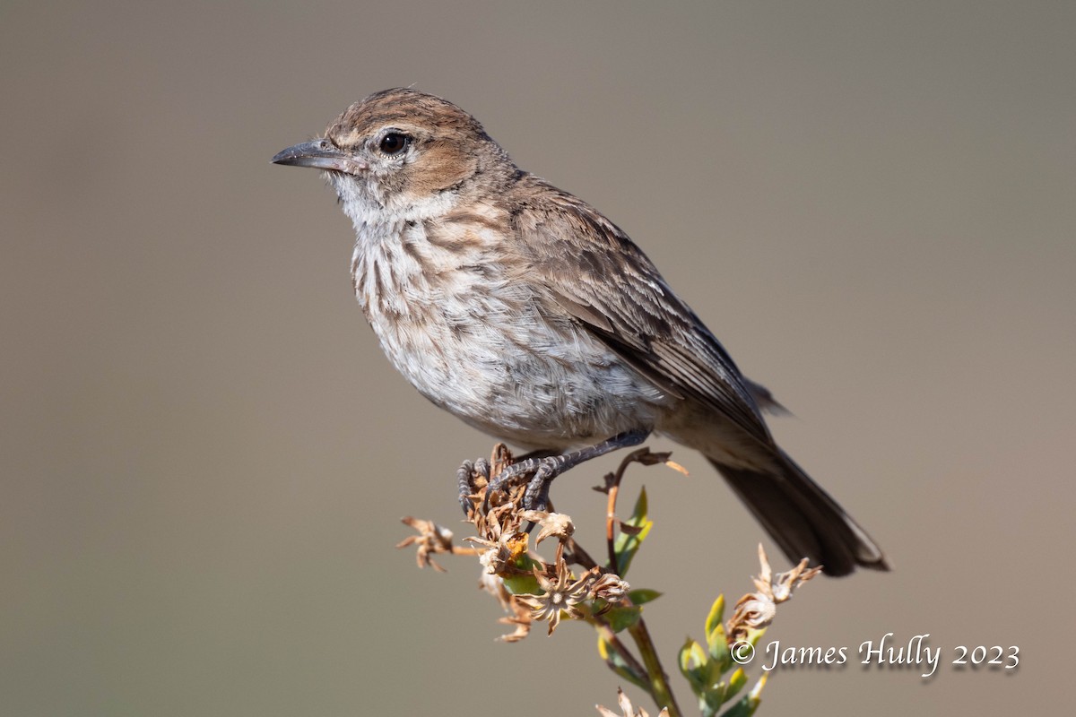 Karoo Lark - ML625714316