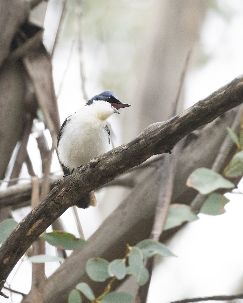 Restless Flycatcher - ML625714405