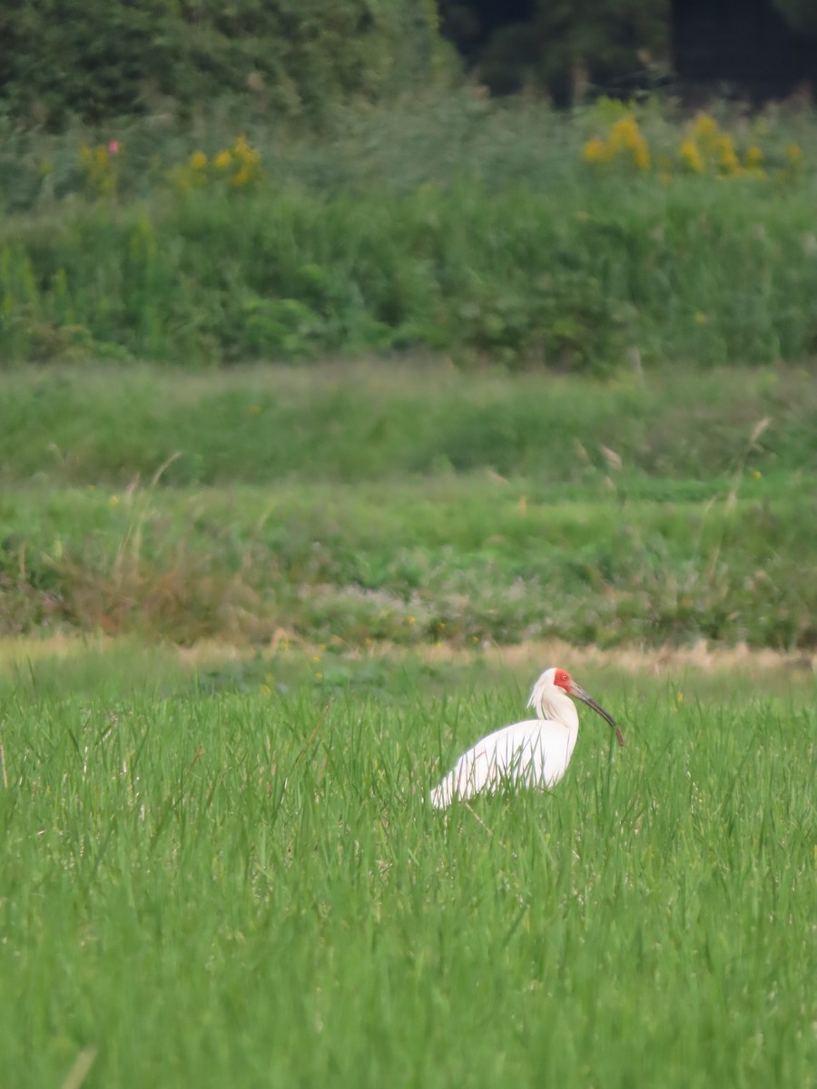 Crested Ibis - ML625714408