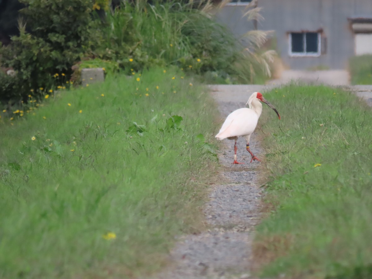 Crested Ibis - ML625714410