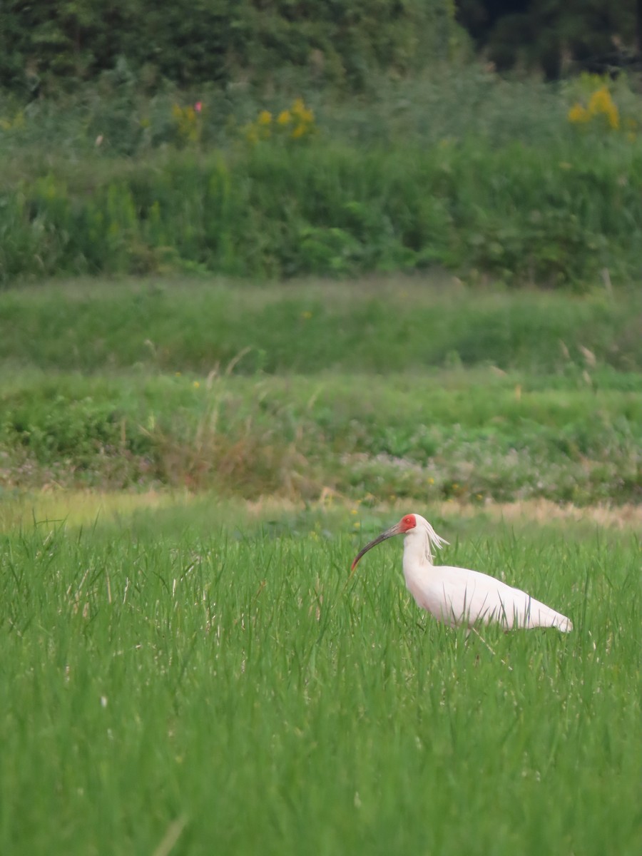 Crested Ibis - ML625714411