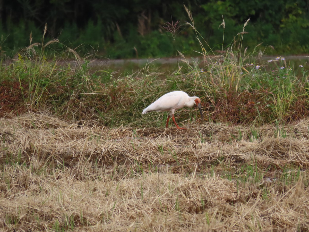 Crested Ibis - ML625714412