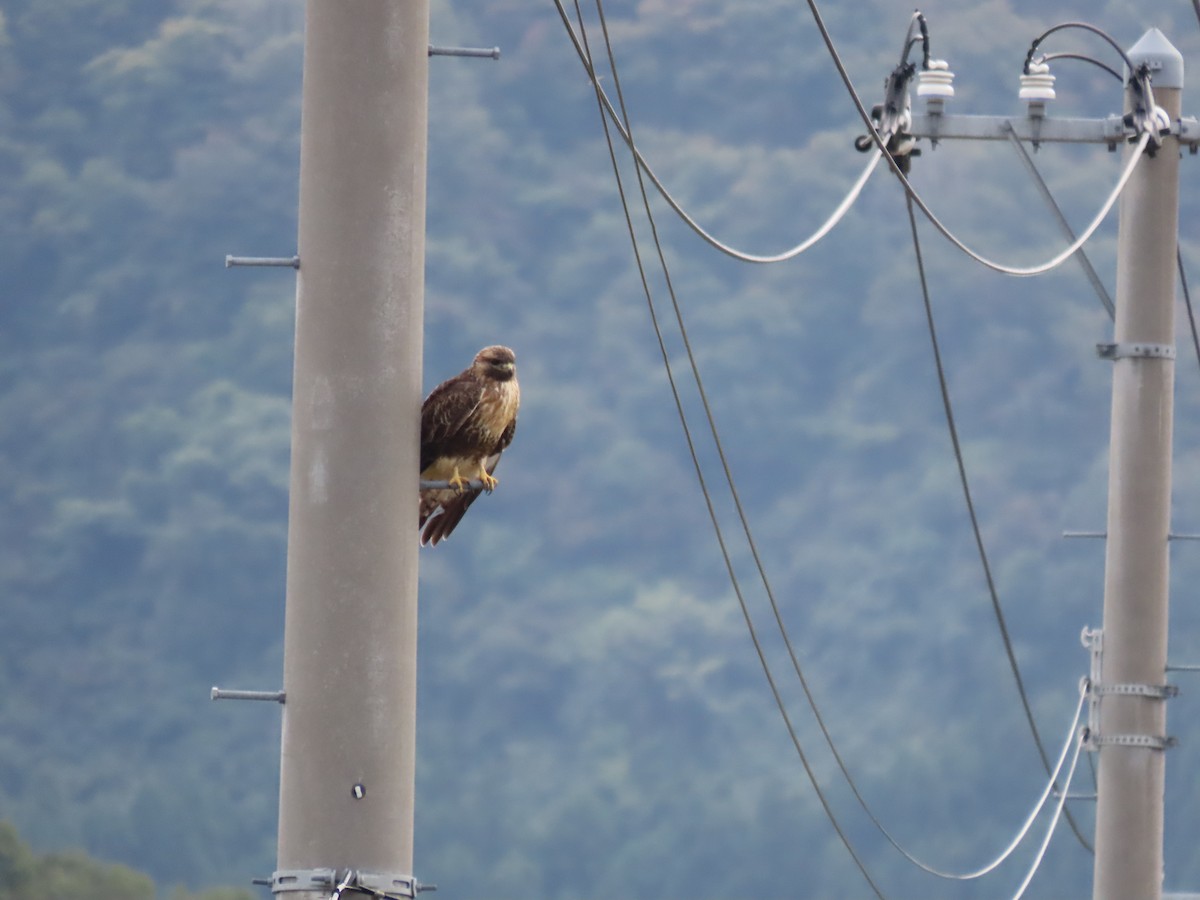 Eastern Buzzard - ML625714414