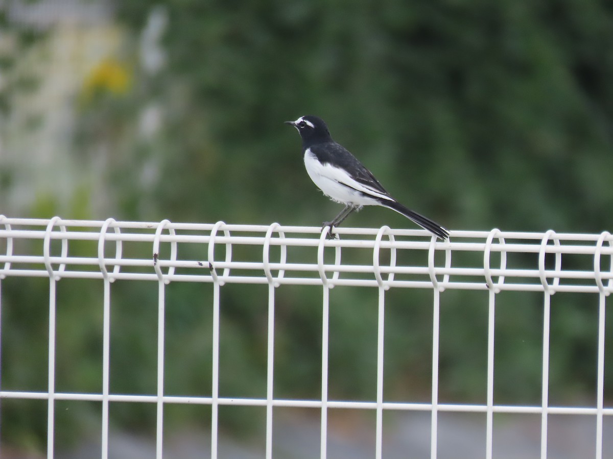 Japanese Wagtail - ML625714437