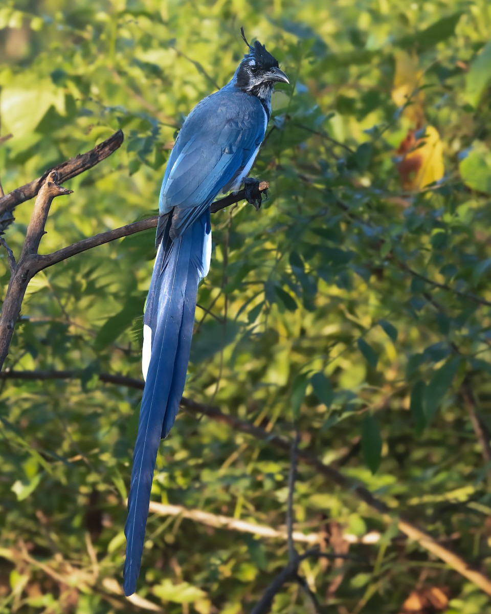 Black-throated Magpie-Jay - ML625714439