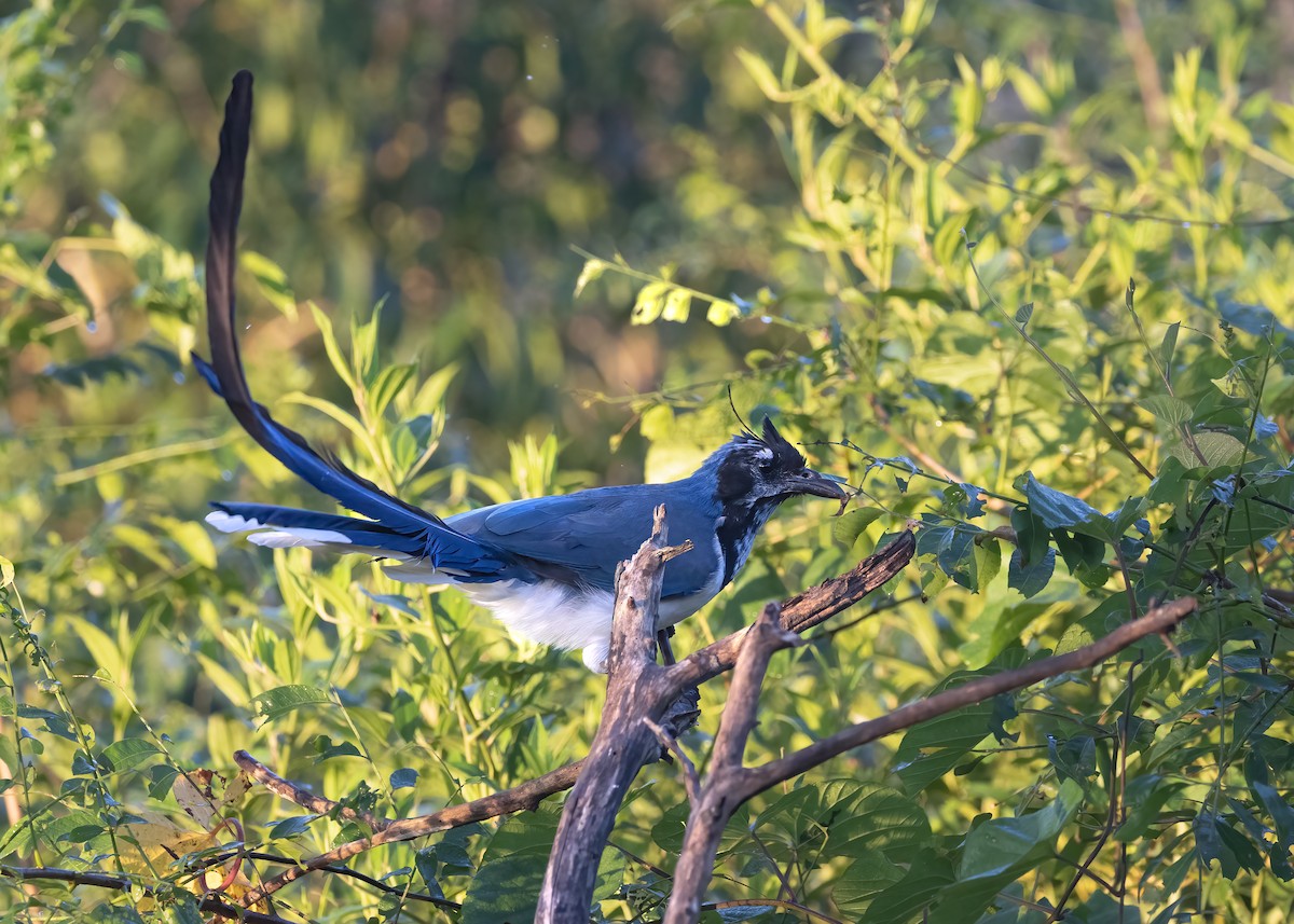 Black-throated Magpie-Jay - ML625714442