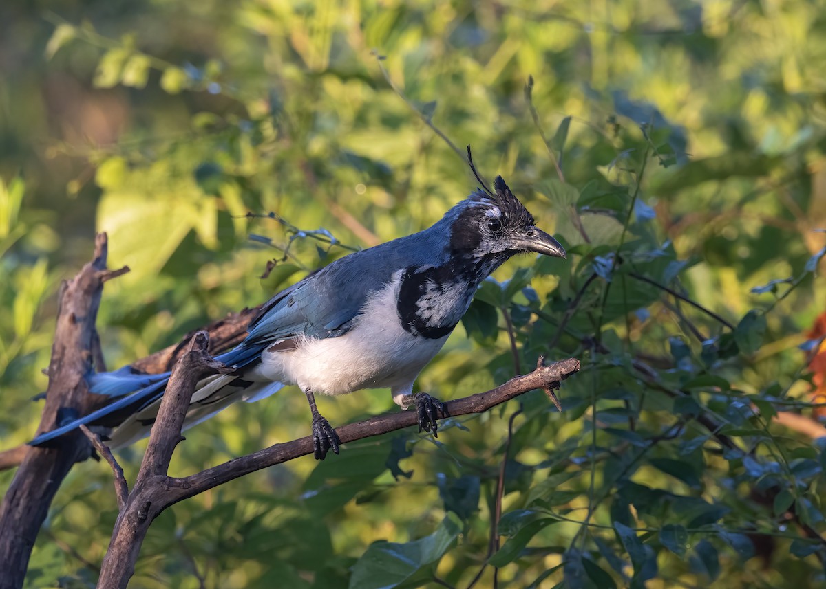 Black-throated Magpie-Jay - ML625714443