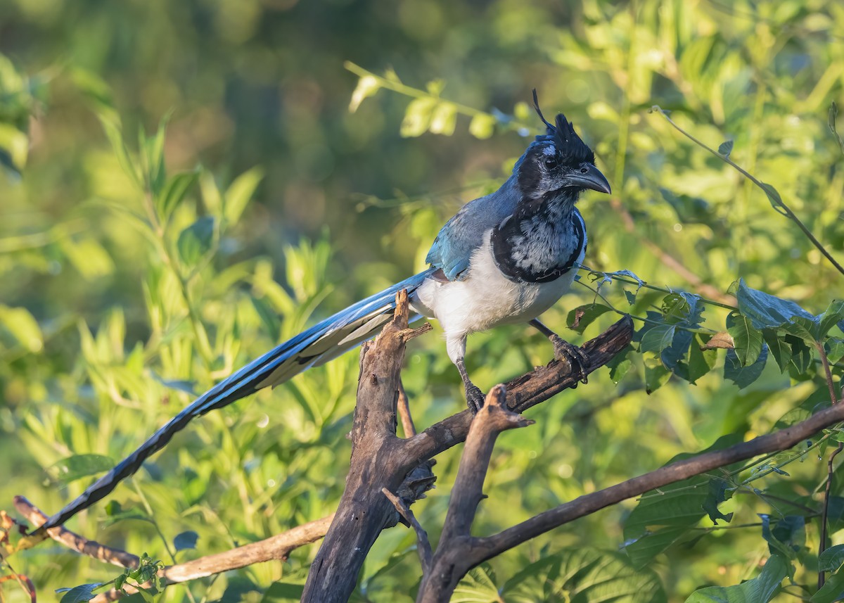 Black-throated Magpie-Jay - ML625714444