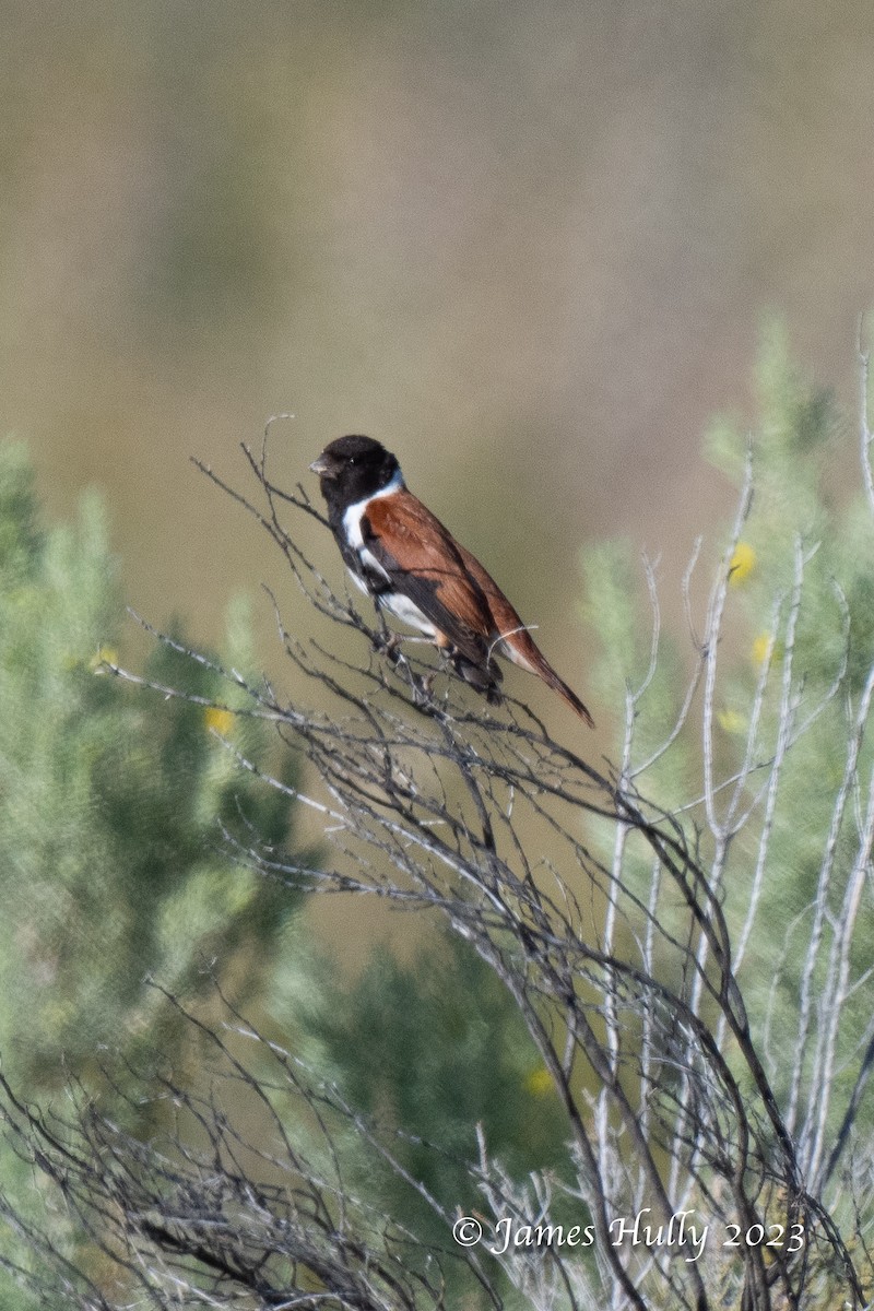 Black-headed Canary - ML625714487