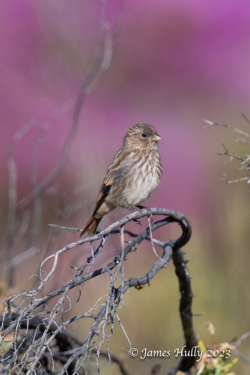 Black-headed Canary - ML625714489