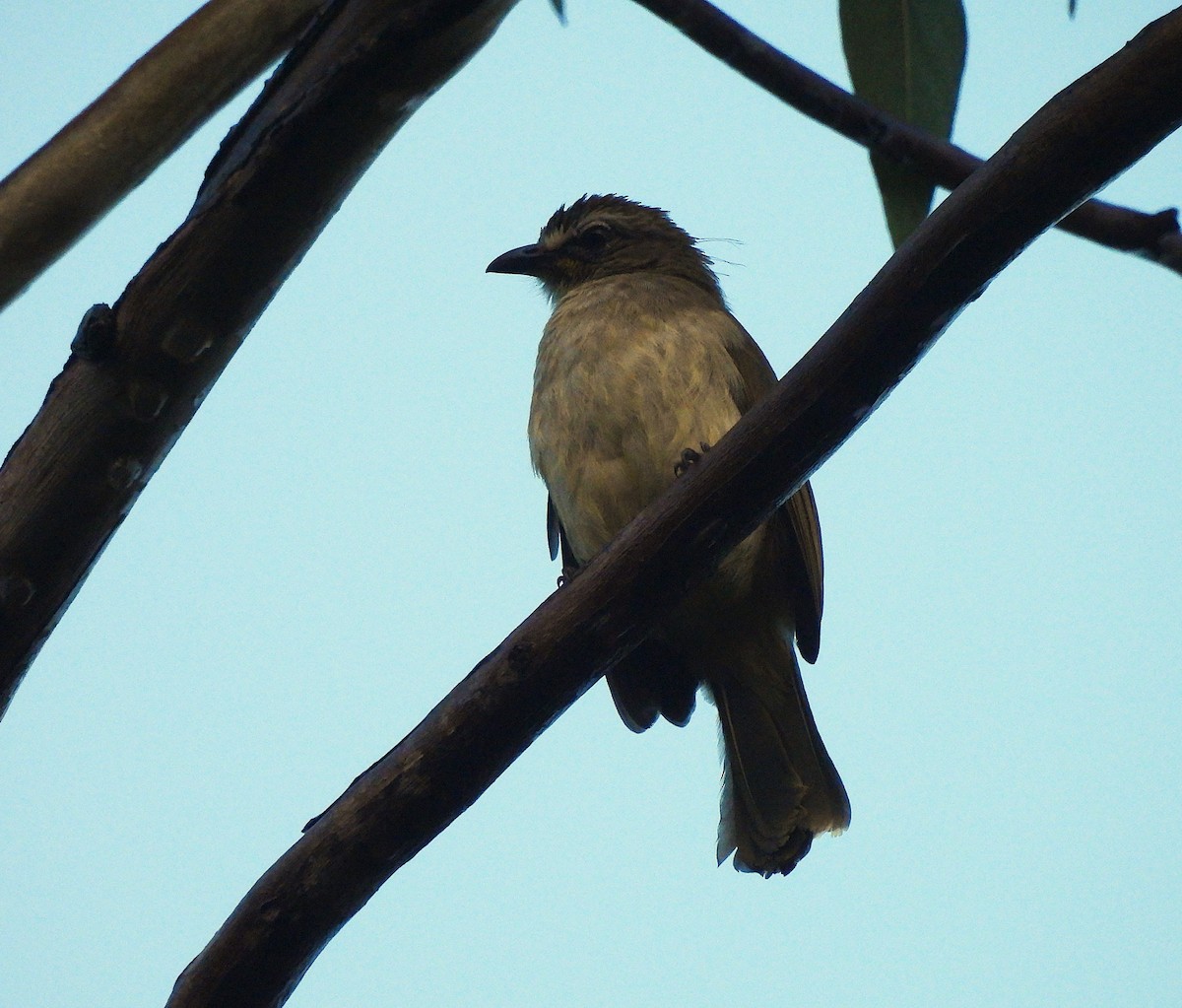White-browed Bulbul - ML625714490