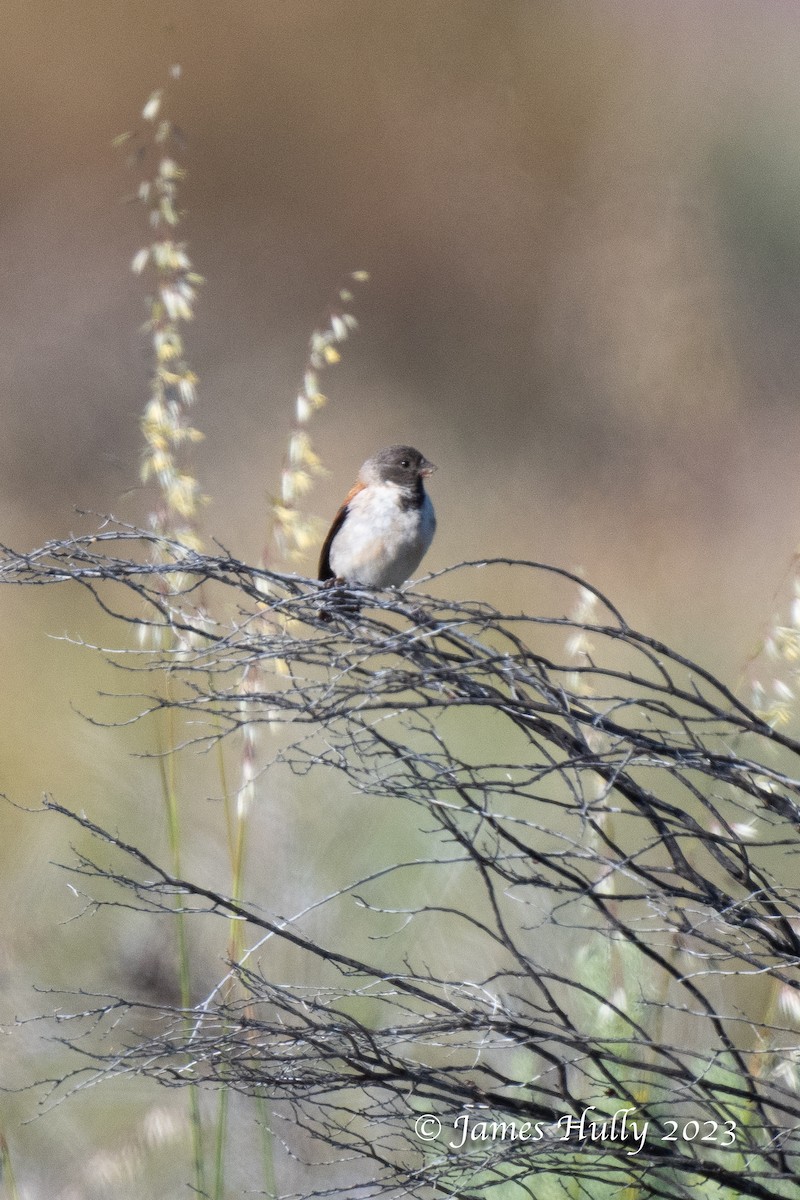 Black-headed Canary - ML625714493