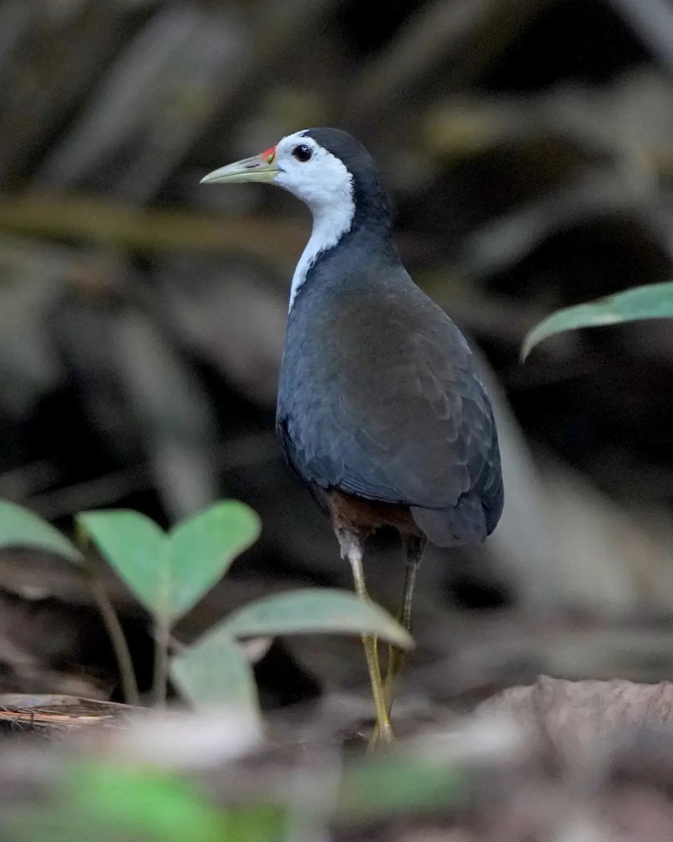 White-breasted Waterhen - ML625714595