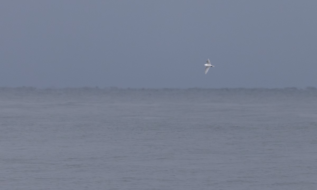 Mouette blanche - ML625714617