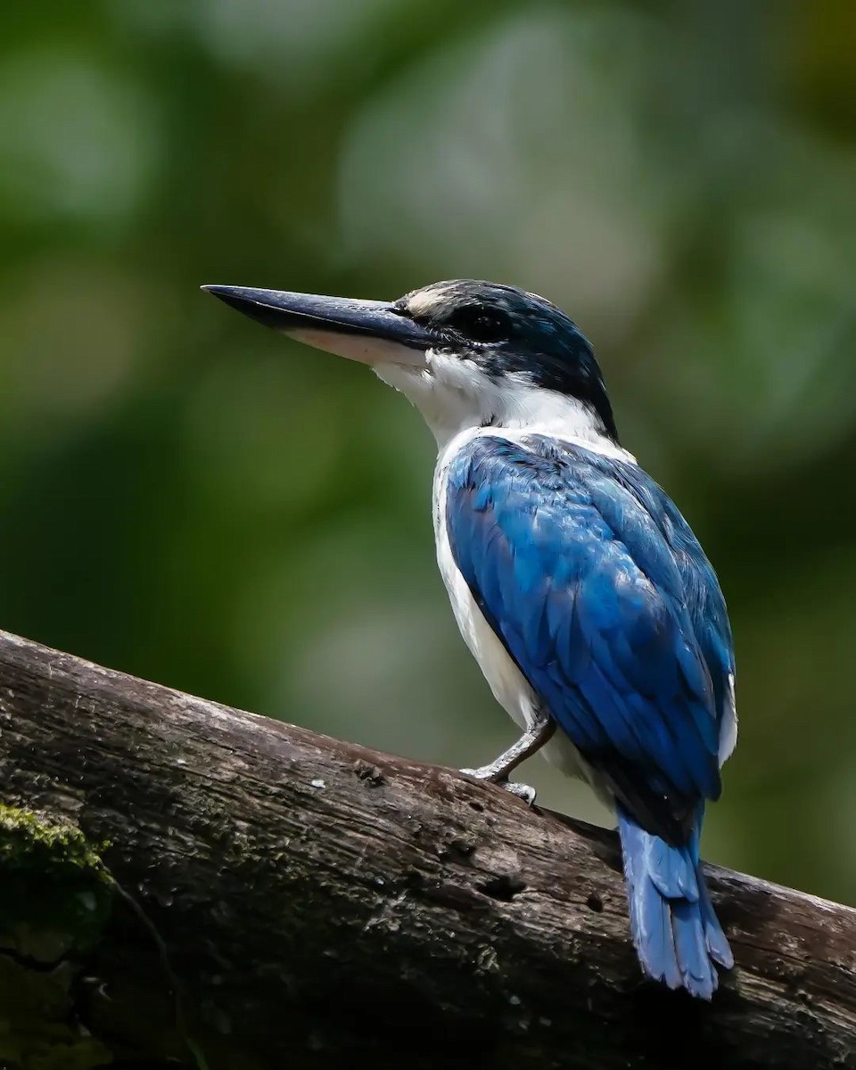 Collared Kingfisher - ML625714644