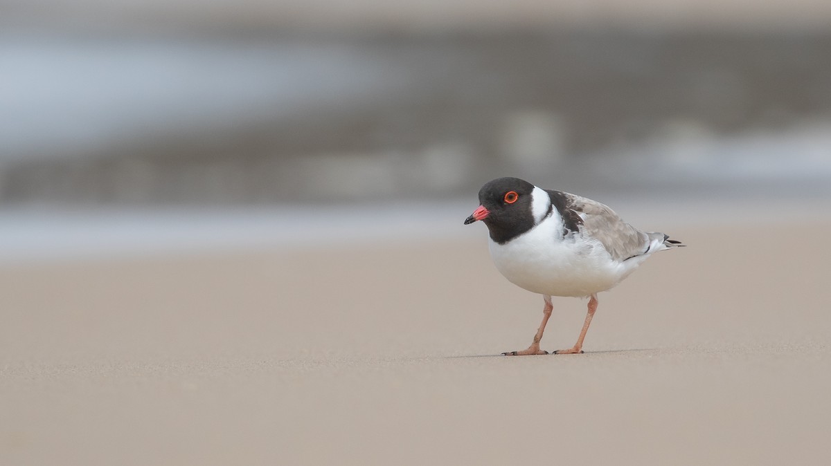 Hooded Plover - ML625714671