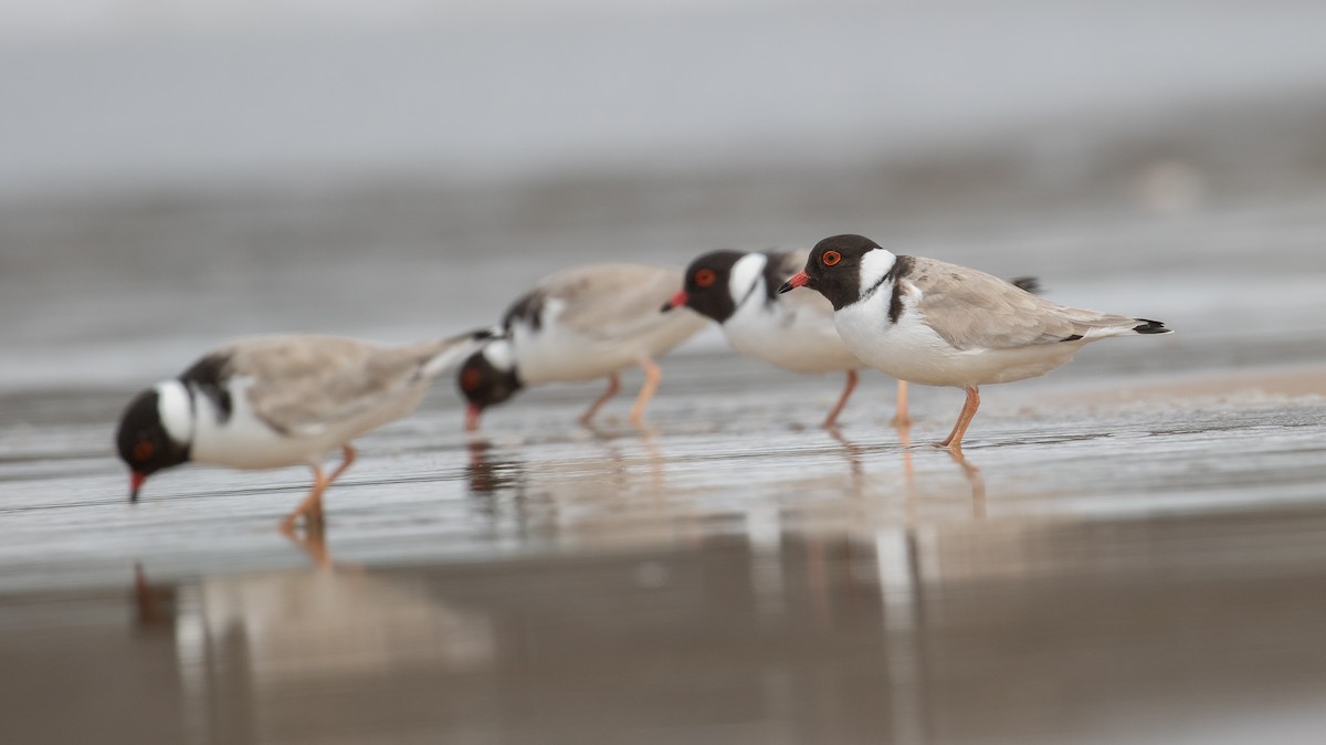 Hooded Plover - ML625714673