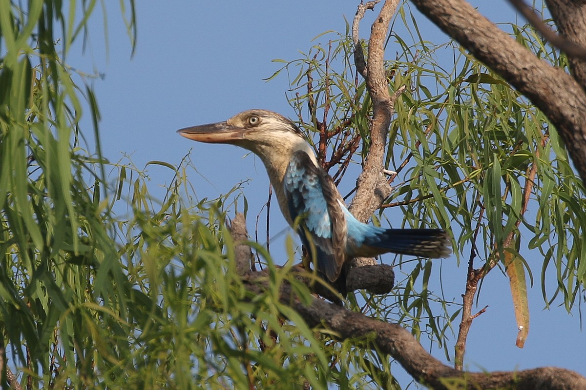 Blue-winged Kookaburra - ML625714714