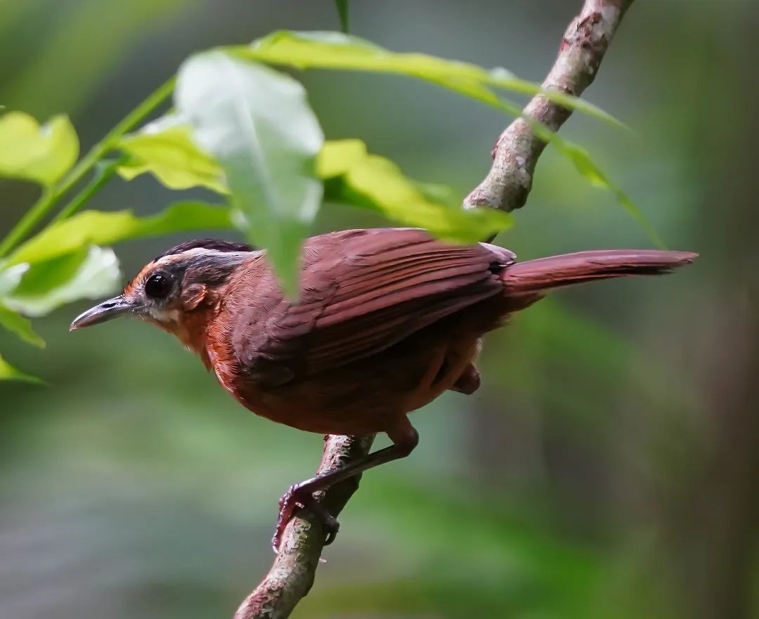 Javan Black-capped Babbler - ML625714719