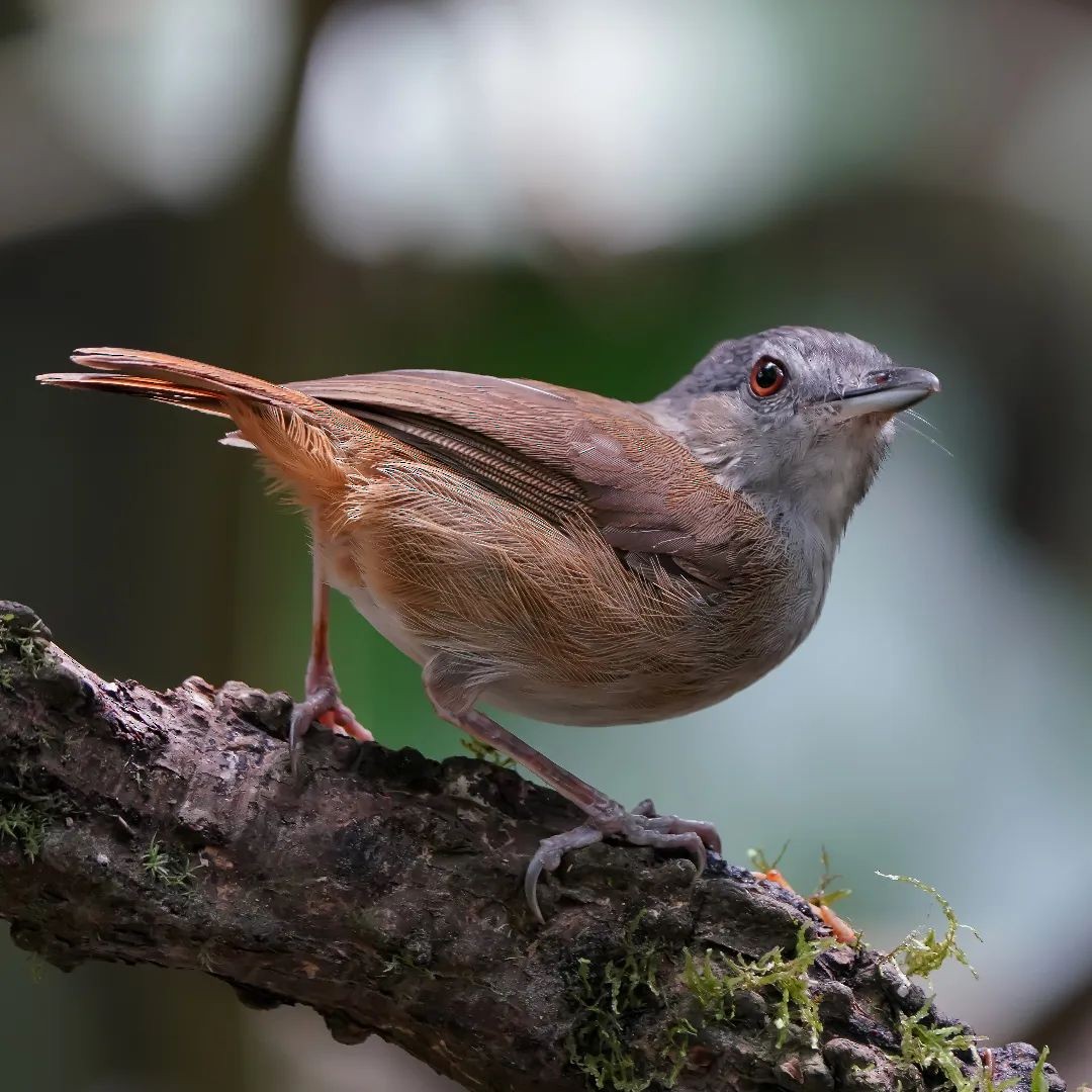 Horsfield's Babbler - ML625714745