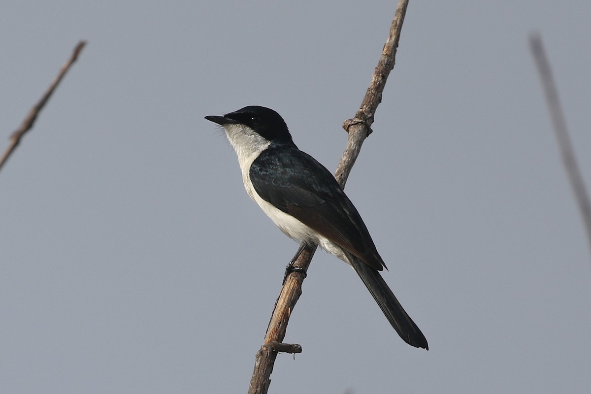 Paperbark Flycatcher - ML625714808