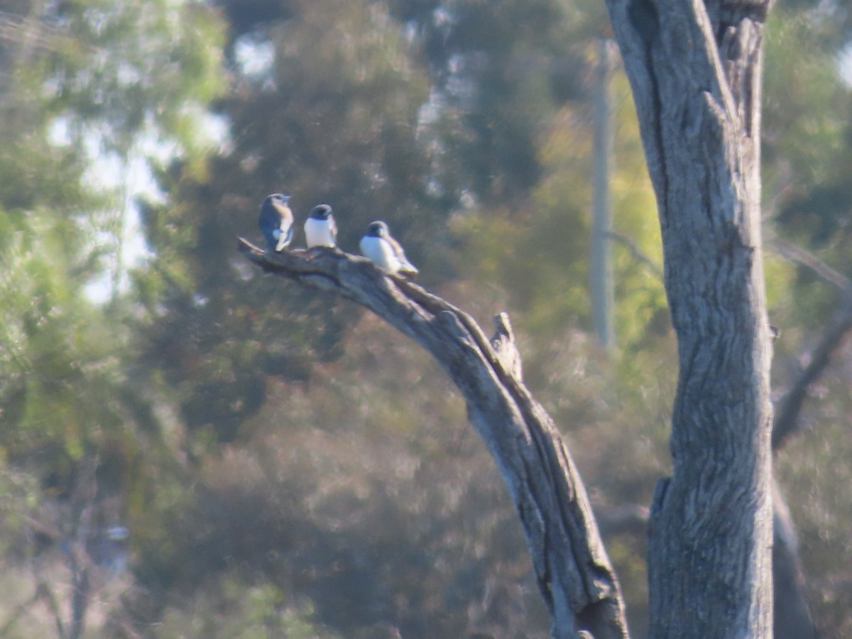 White-breasted Woodswallow - ML625714935