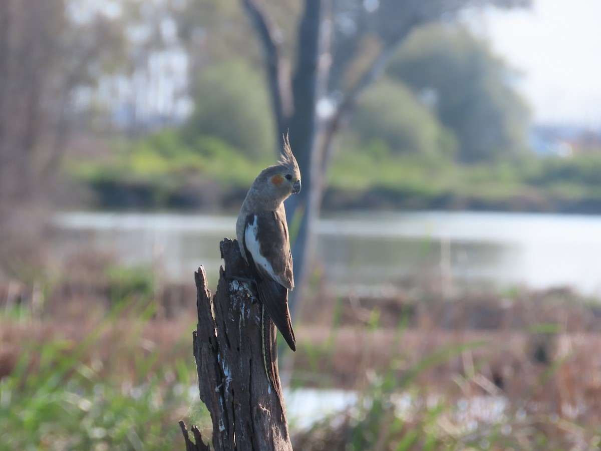 Cockatiel - ML625714953