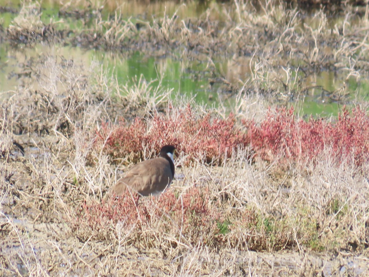 Masked Lapwing (Black-shouldered) - ML625714982