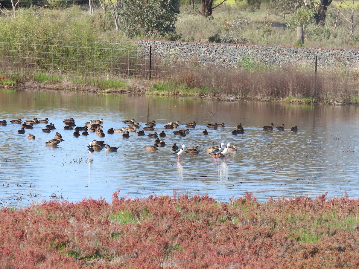 Pied Stilt - ML625714995