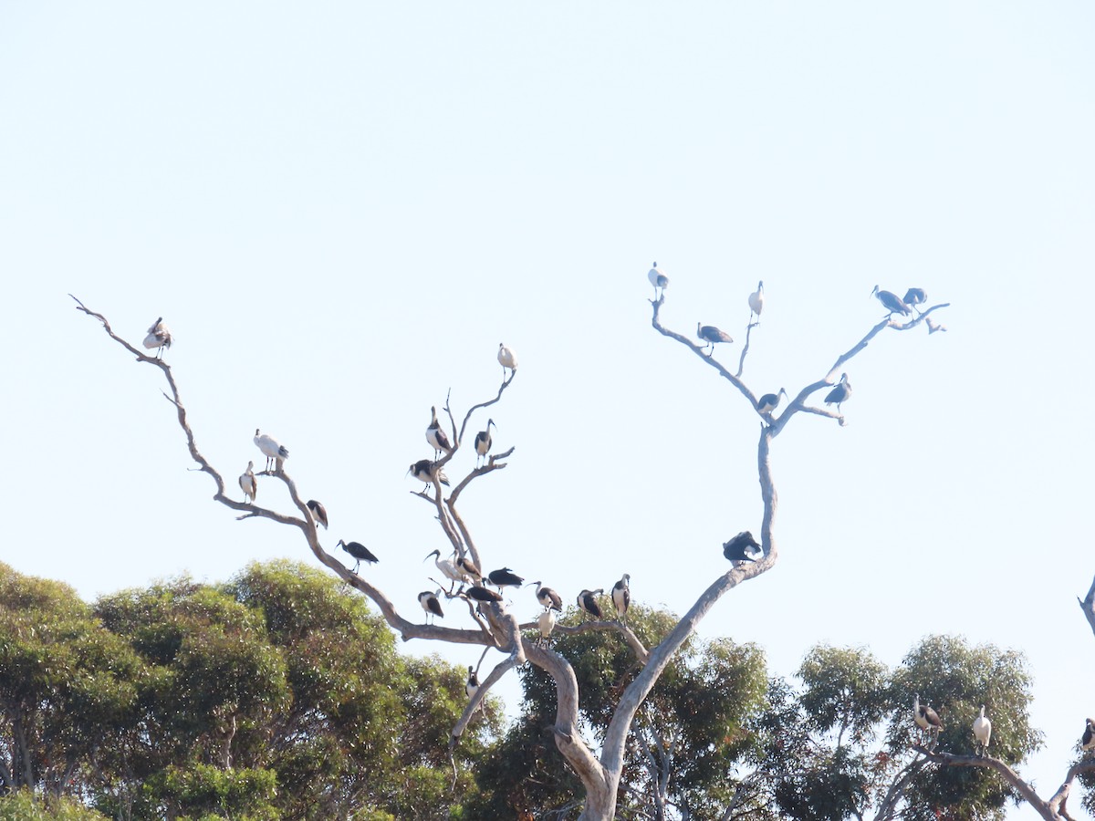 Straw-necked Ibis - ML625715035